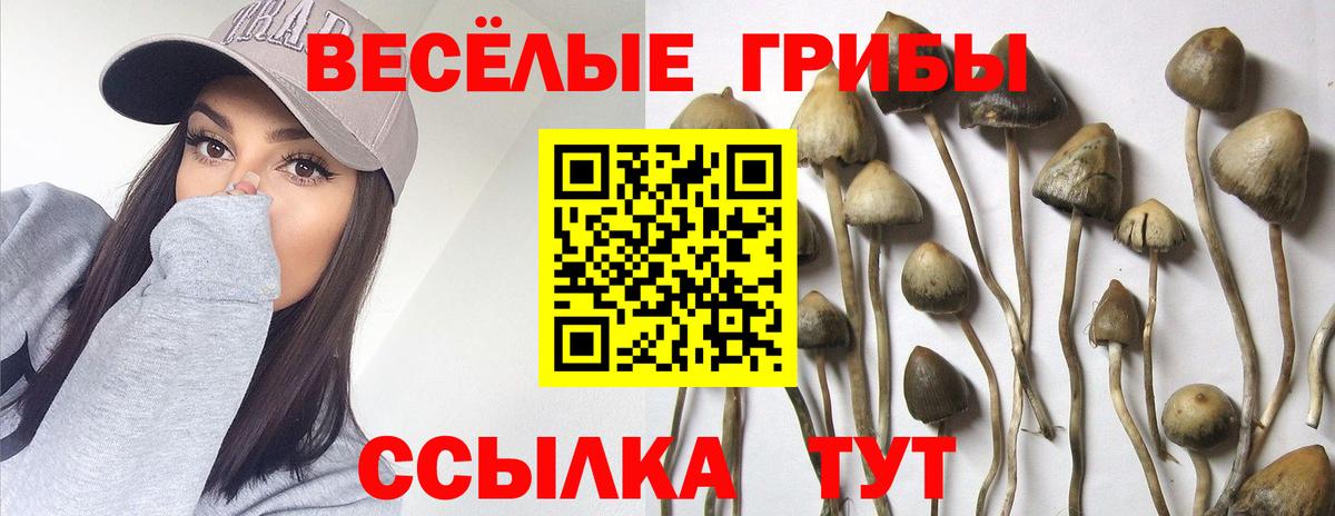 Галлюциногенные грибы Psilocybe Магадан